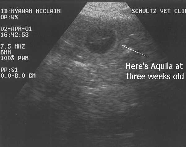 Click Aquila's Ultrasound to see the happy puppy in the womb